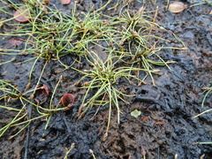 Eleocharis flavescens