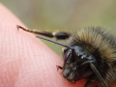 Bombus ruderarius
