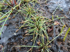 Eleocharis flavescens