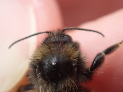 Bombus ruderarius