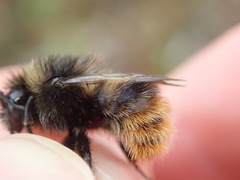 Bombus ruderarius