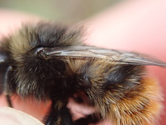 Bombus ruderarius