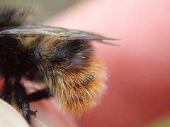 Bombus ruderarius