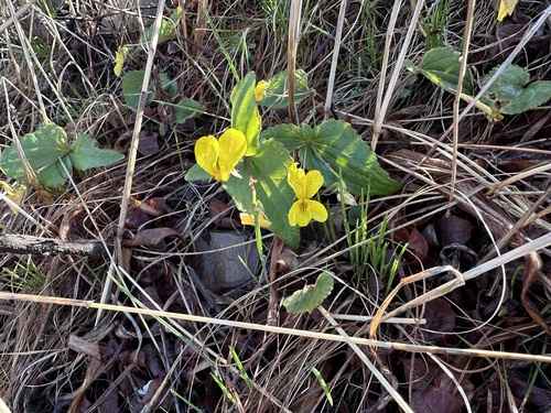 Viola orientalis (Viola orientalis)