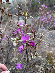 Rhododendron sichotense, photograph (c) Tatyana Petrenko, some rights reserved (CC BY)