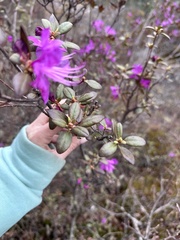 Rhododendron sichotense, photograph (c) Tatyana Petrenko, some rights reserved (CC BY)