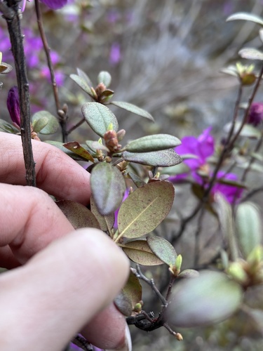Rhododendron sichotense, photograph 5