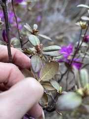 Rhododendron sichotense, photograph (c) Tatyana Petrenko, some rights reserved (CC BY)