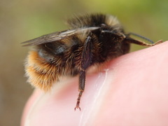 Bombus ruderarius