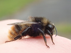 Bombus ruderarius