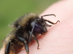 Bombus ruderarius
