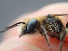 Hoplitis anthocopoides