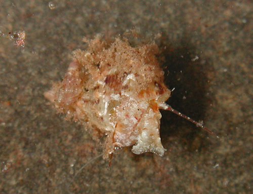 Plesiotrochus luteus observed 2008-11-27