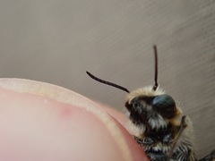 Hoplitis anthocopoides