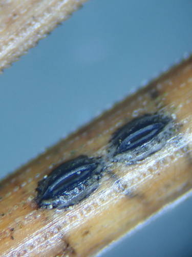 Lophodermium pinastri