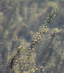 Elodea canadensis