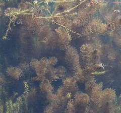 Ceratophyllum demersum
