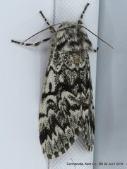 Panthea acronyctoides