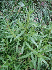Rumex maritimus