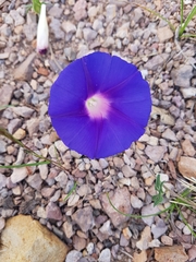 Ipomoea pubescens