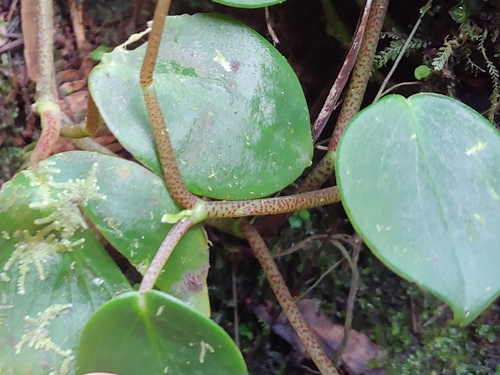 Montane peperomia (Peperomia distachyos)