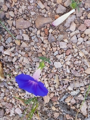 Ipomoea pubescens