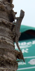 Agama mucosoensis