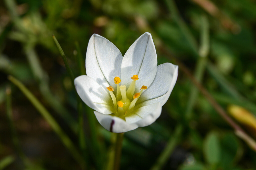 Nothoscordum vittatum