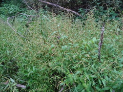 Persicaria hydropiper