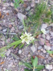 Cyperus seslerioides