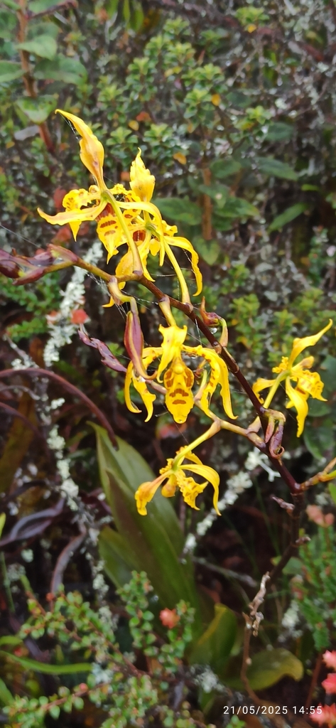 Cyrtochilum pardinum