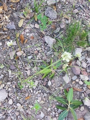 Cyperus seslerioides