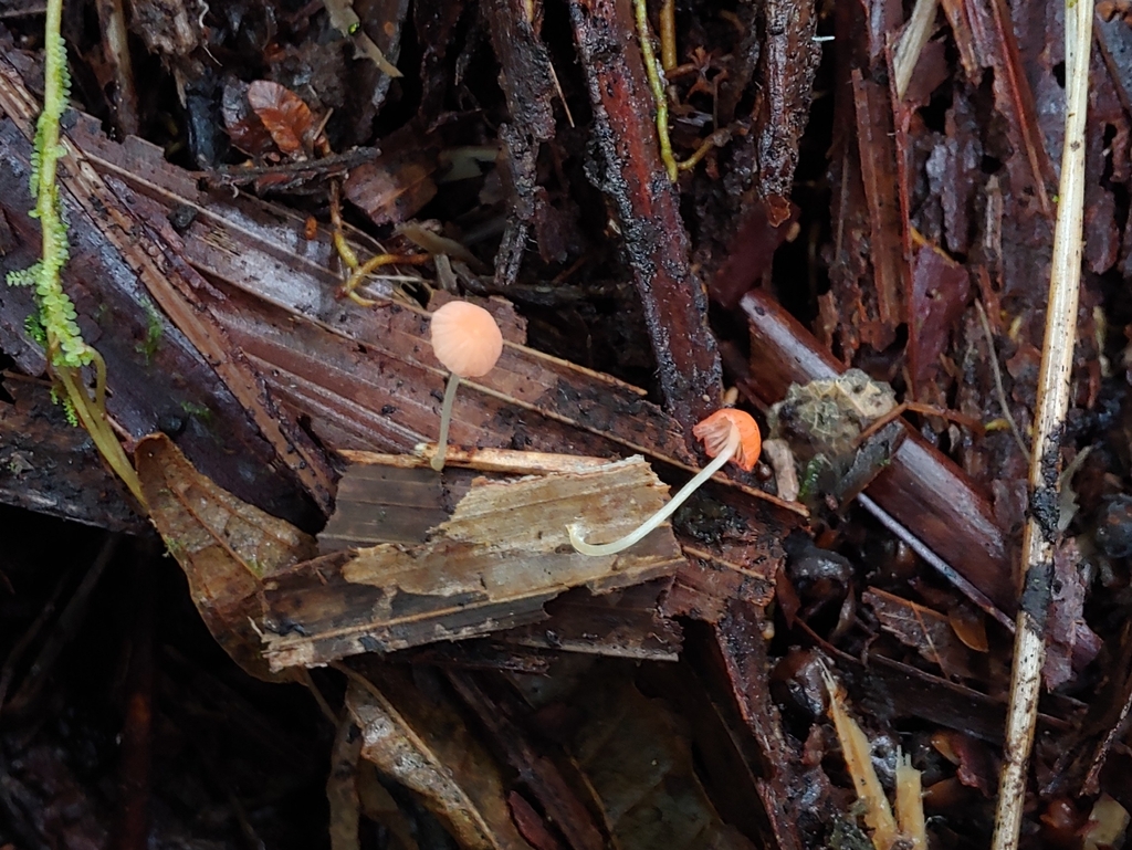 Atheniella sp. 'PR01'