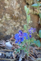 Delphinium decorum