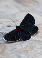 Melanis acroleuca