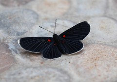 Melanis acroleuca