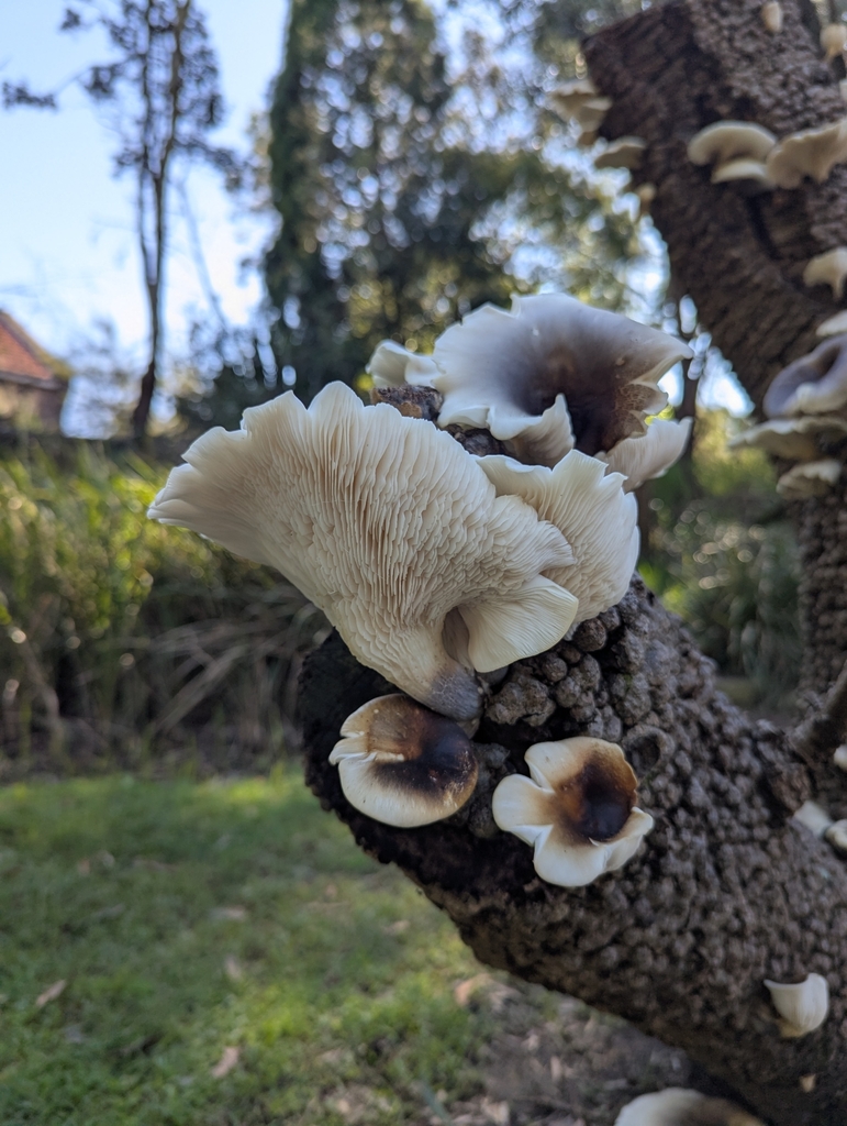 Omphalotus nidiformis · May 2025 · photo: © rosiekstein (iNaturalist, cc-by)