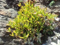 Lampranthus aurantiacus