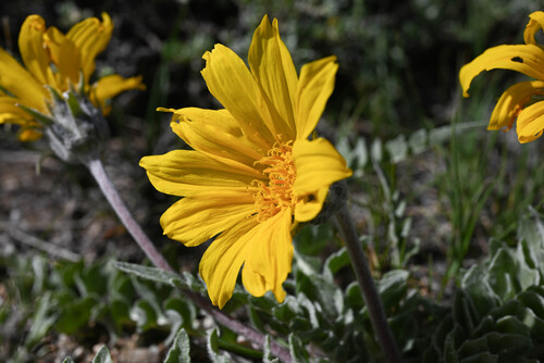 Hoary Balsamroot (Balsamorhiza incana)