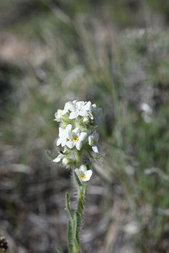 Yampa River Cryptantha (Oreocarya stricta)
