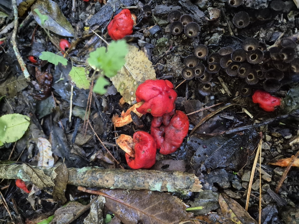 Leratiomyces erythrocephalus · May 2025 · photo: © rempson (iNaturalist, cc-by)