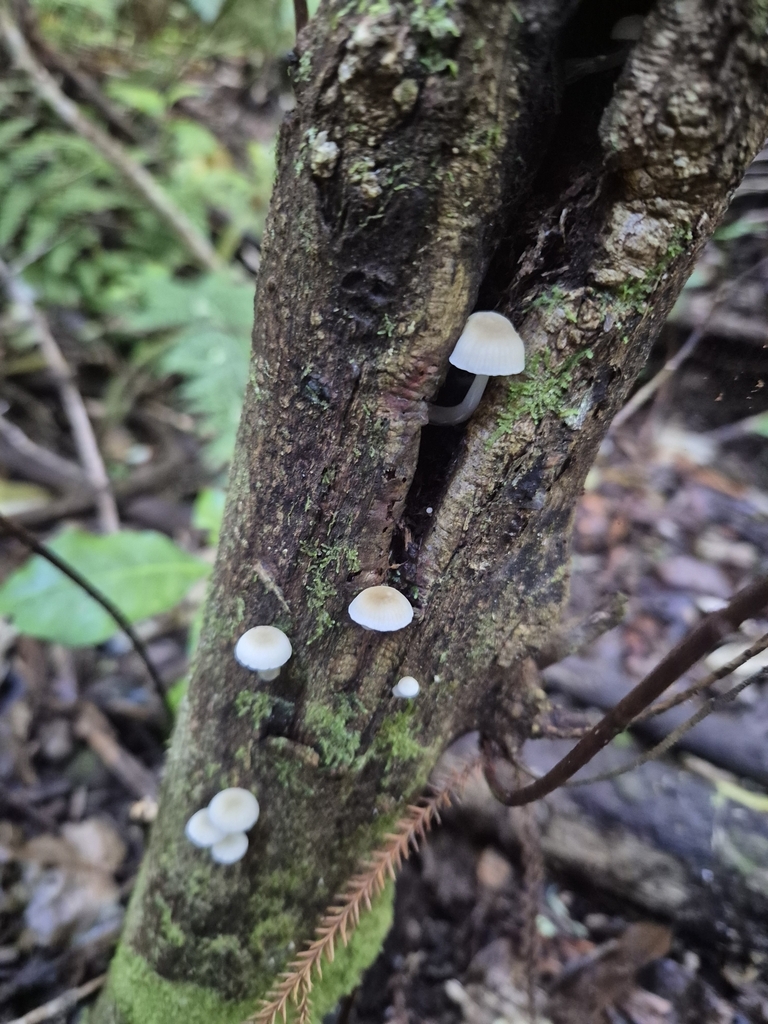 Roridomyces austrororidus · May 2025 · photo: © rempson (iNaturalist, cc-by)