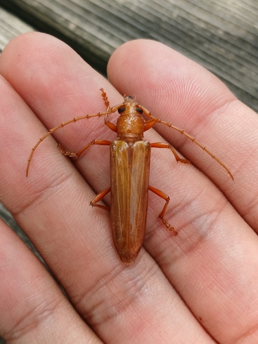 Atylostagma polita photo 2