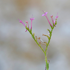 Centranthus angustifolius