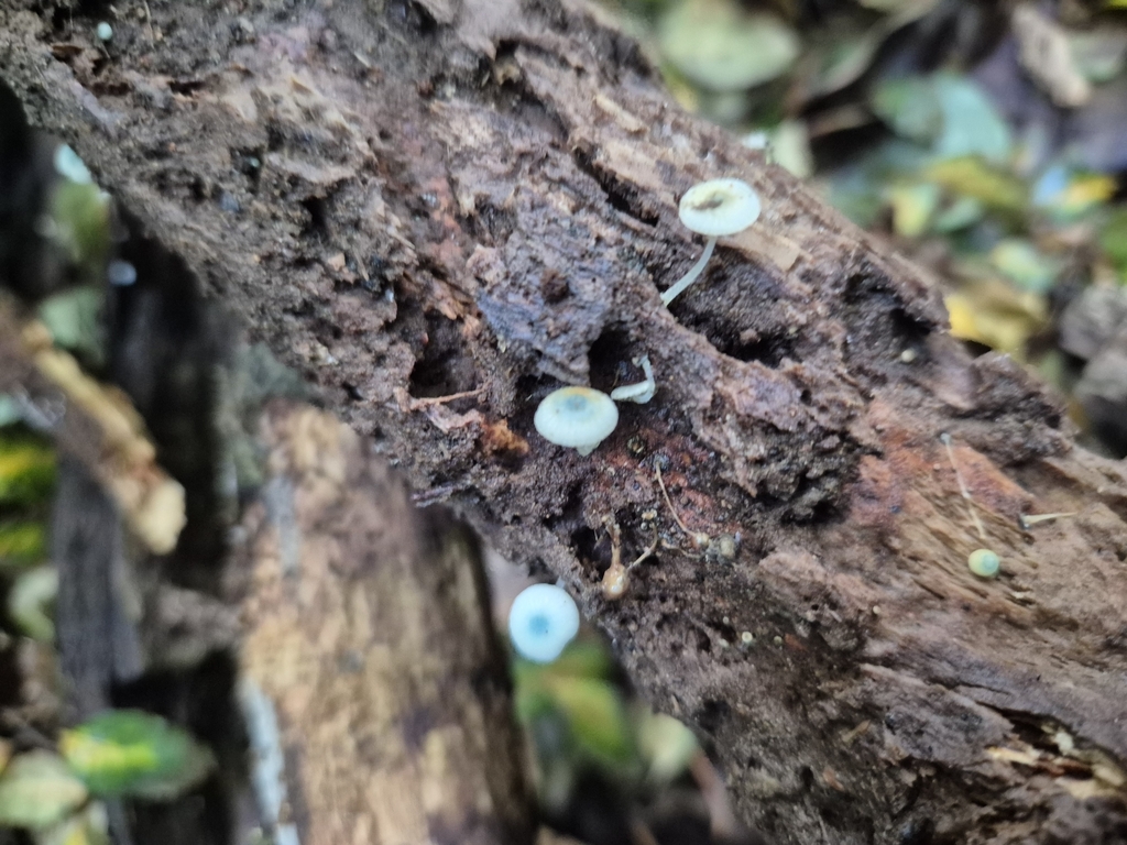 Mycena interrupta · May 2025 · photo: © rempson (iNaturalist, cc-by)