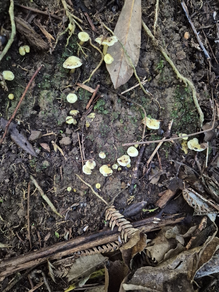 Gloioxanthomyces chromolimoneus · May 2025 · photo: © rempson (iNaturalist, cc-by)