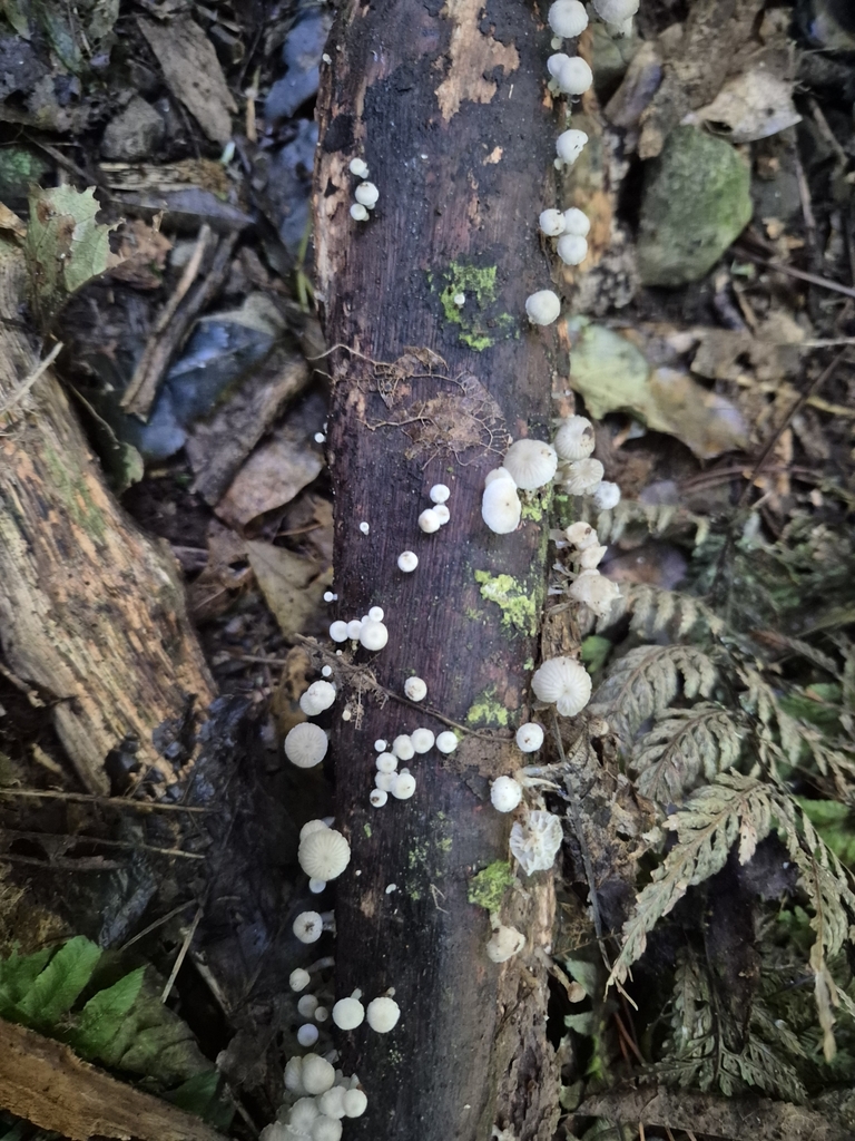 Roridomyces austrororidus · May 2025 · photo: © rempson (iNaturalist, cc-by)