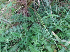 Cirsium palustre