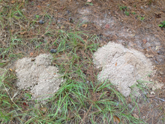 Geomys breviceps