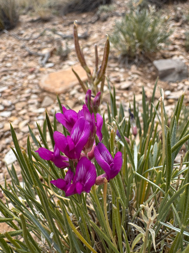 Debris Milkvetch (Astragalus detritalis)
